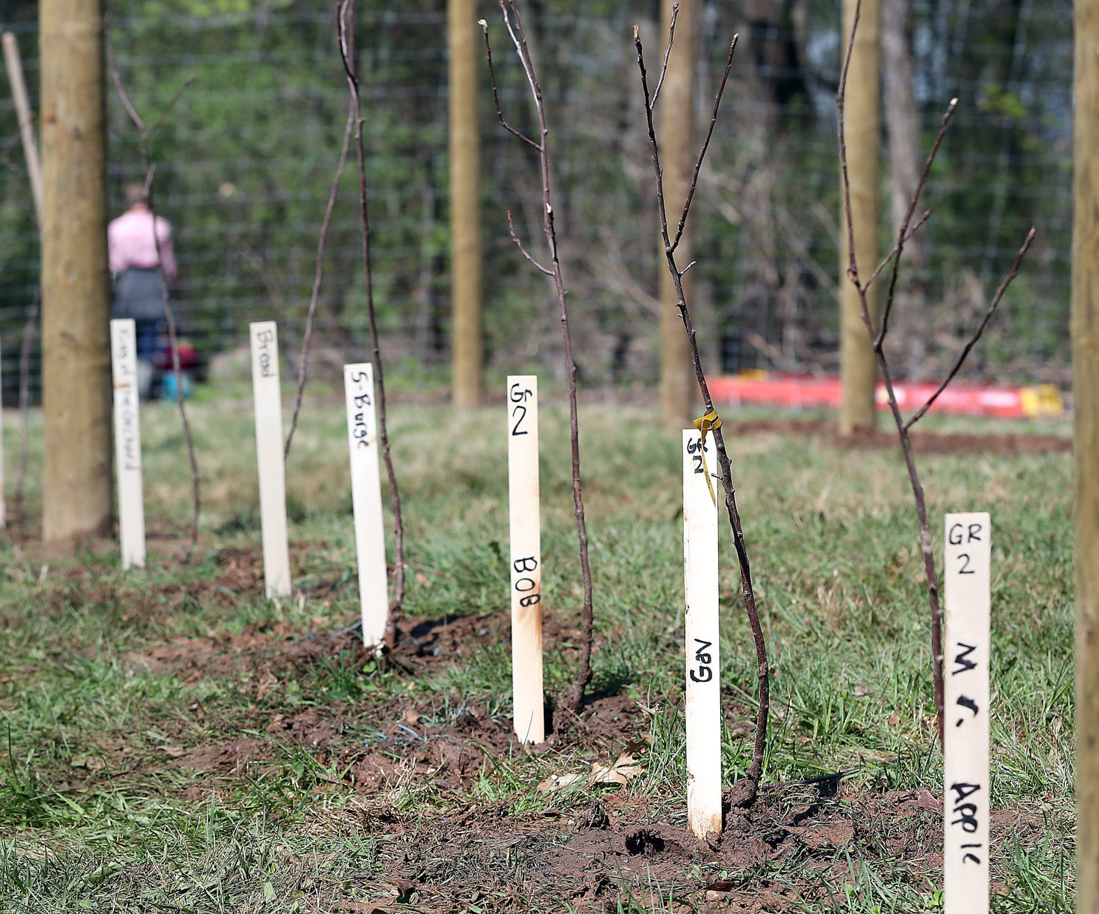 Viking students named trees.